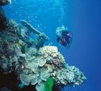 Tauchreise Australien - 5 Tage Open Water-Tauchkurs